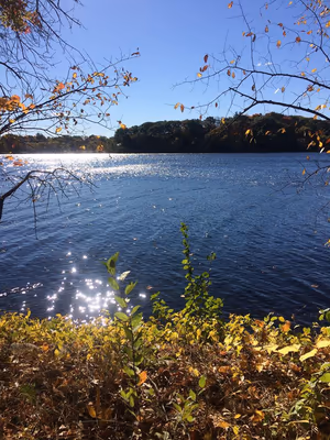 Fresh Pond Reservation Dog Park photo 2